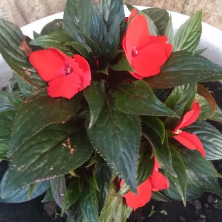 Fragas Da Canteira Rural *